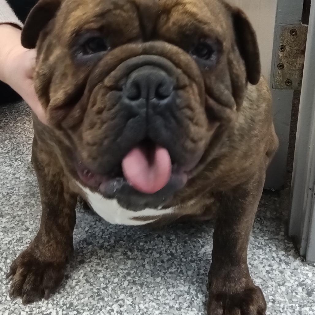 Scarlet, Adoptable, Adult Female English Bulldog & English Bulldog.