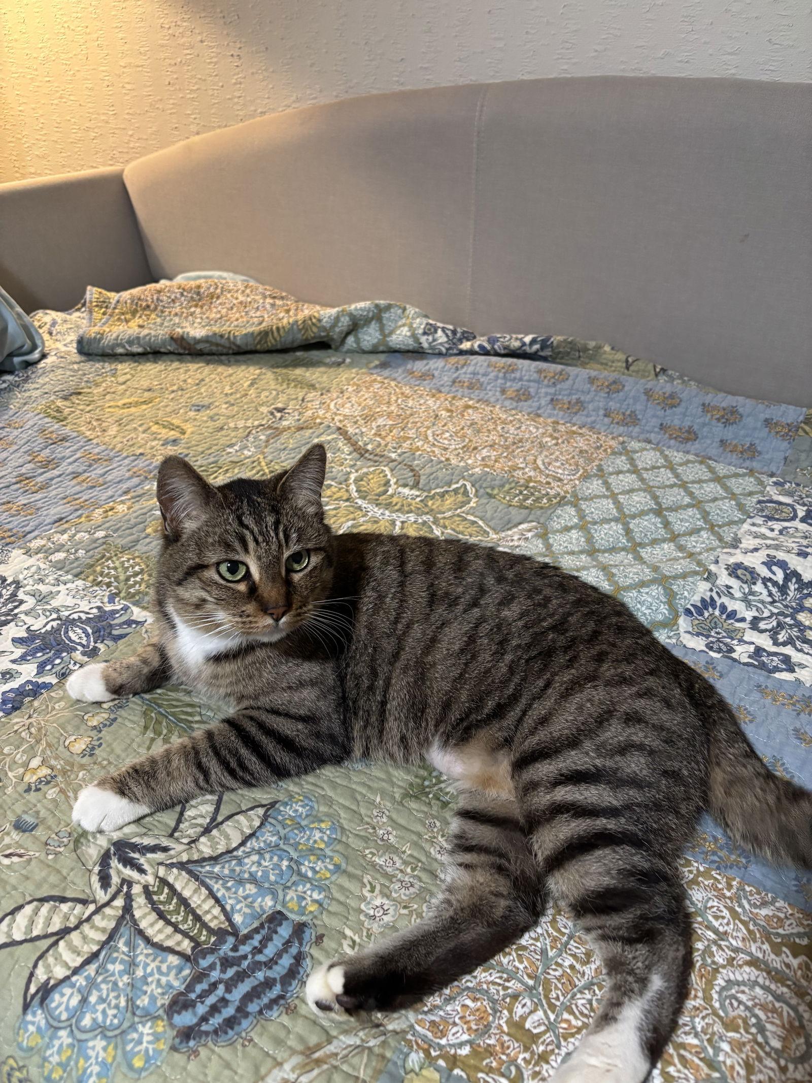 Enlarge Rita ( Melinda), a Adoptable Tabby in Vacaville, CA image 2/3