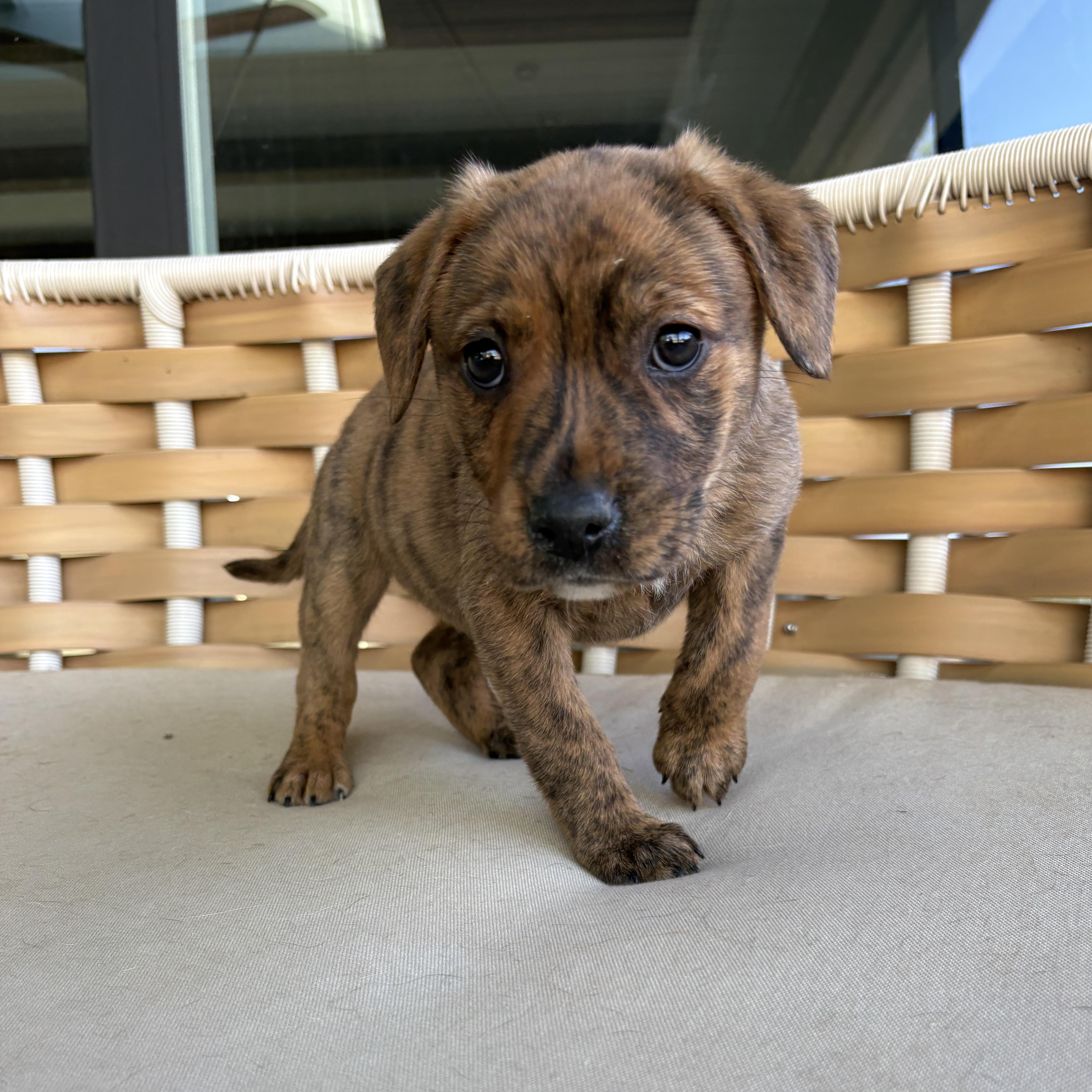 Enlarge Fia, a Adoptable Mixed Breed in Charlotte, NC image 3/3