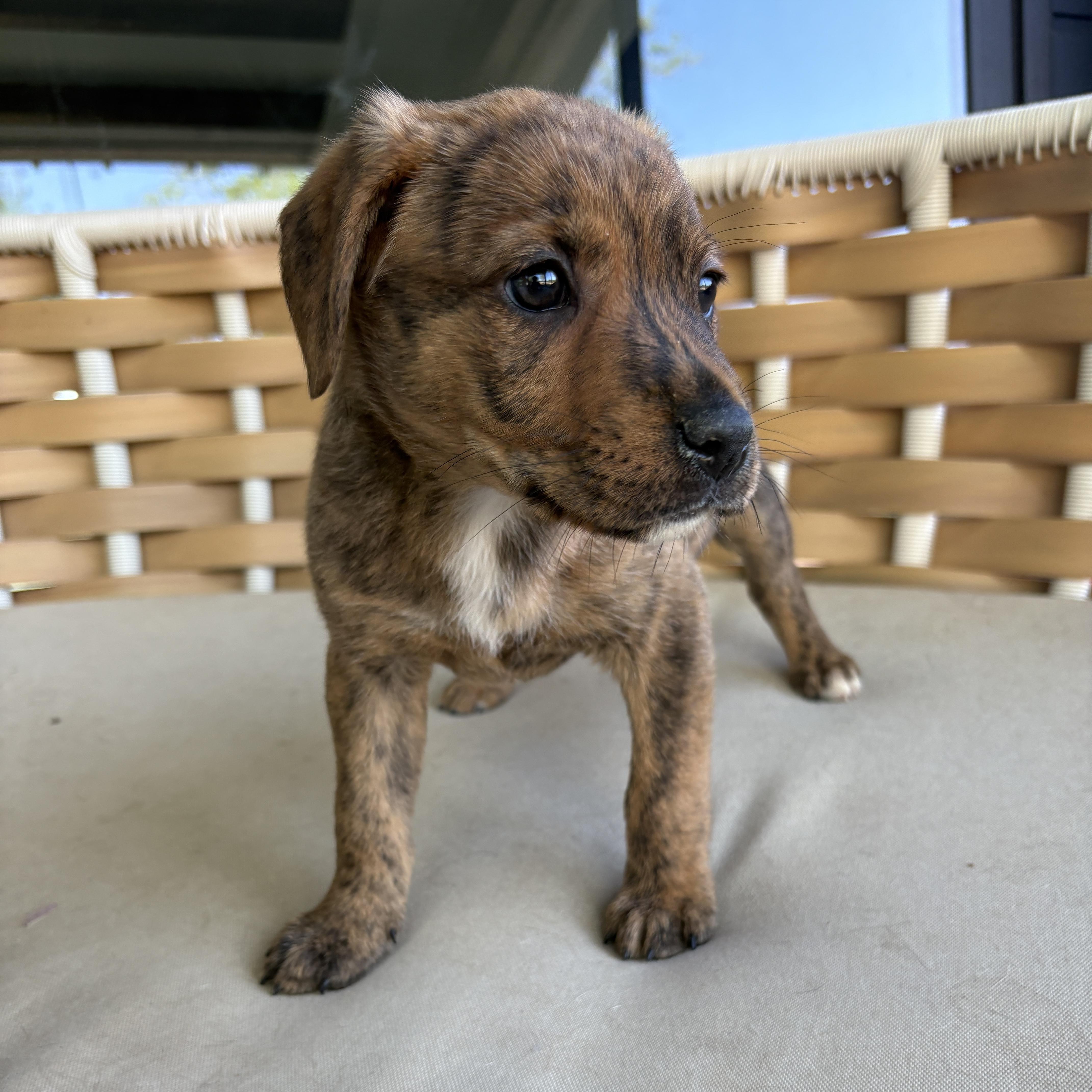 Enlarge Fia, a Adoptable Mixed Breed in Charlotte, NC image 2/3