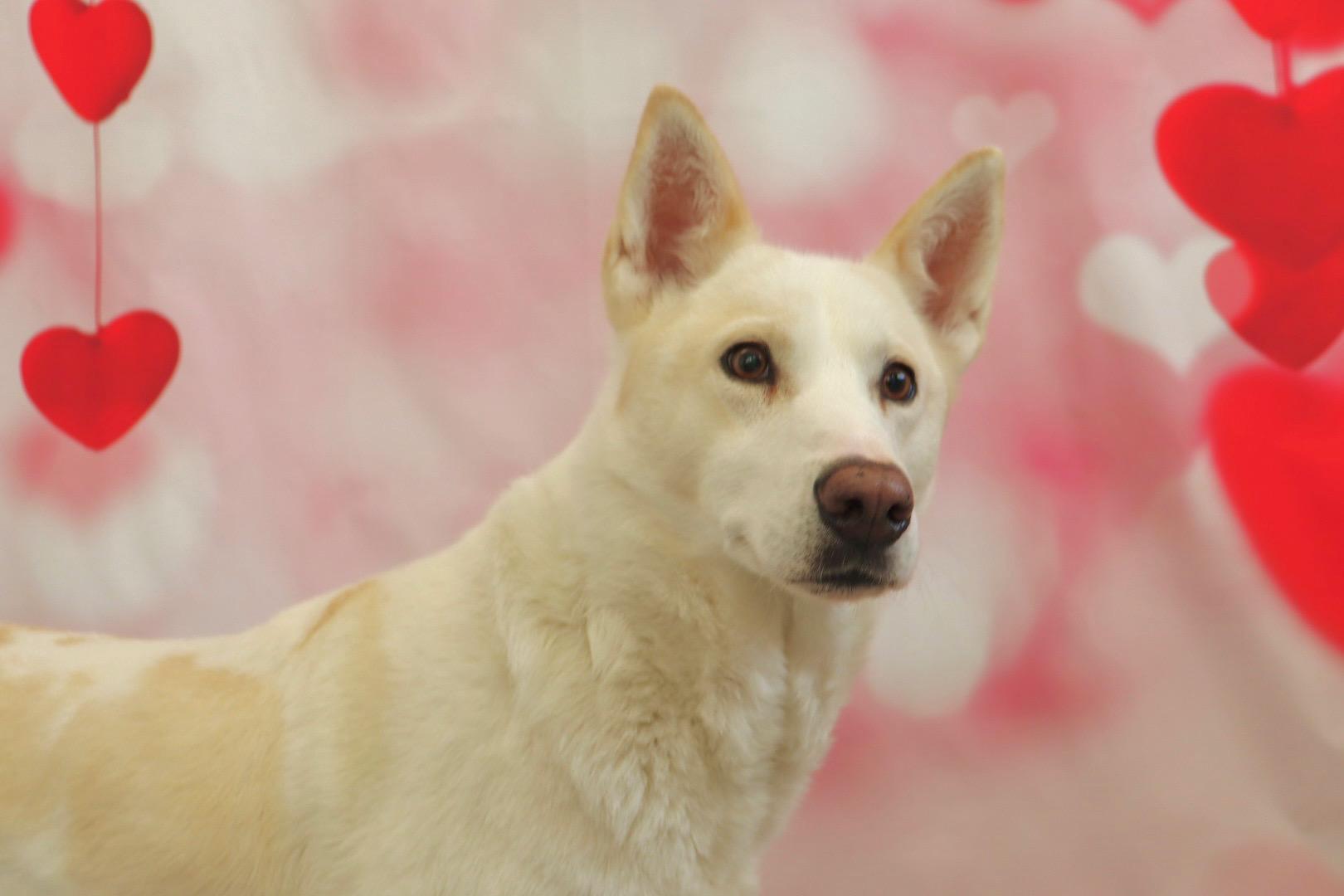 Shylo, Adoptable, Adult Female Husky & Labrador Retriever.
