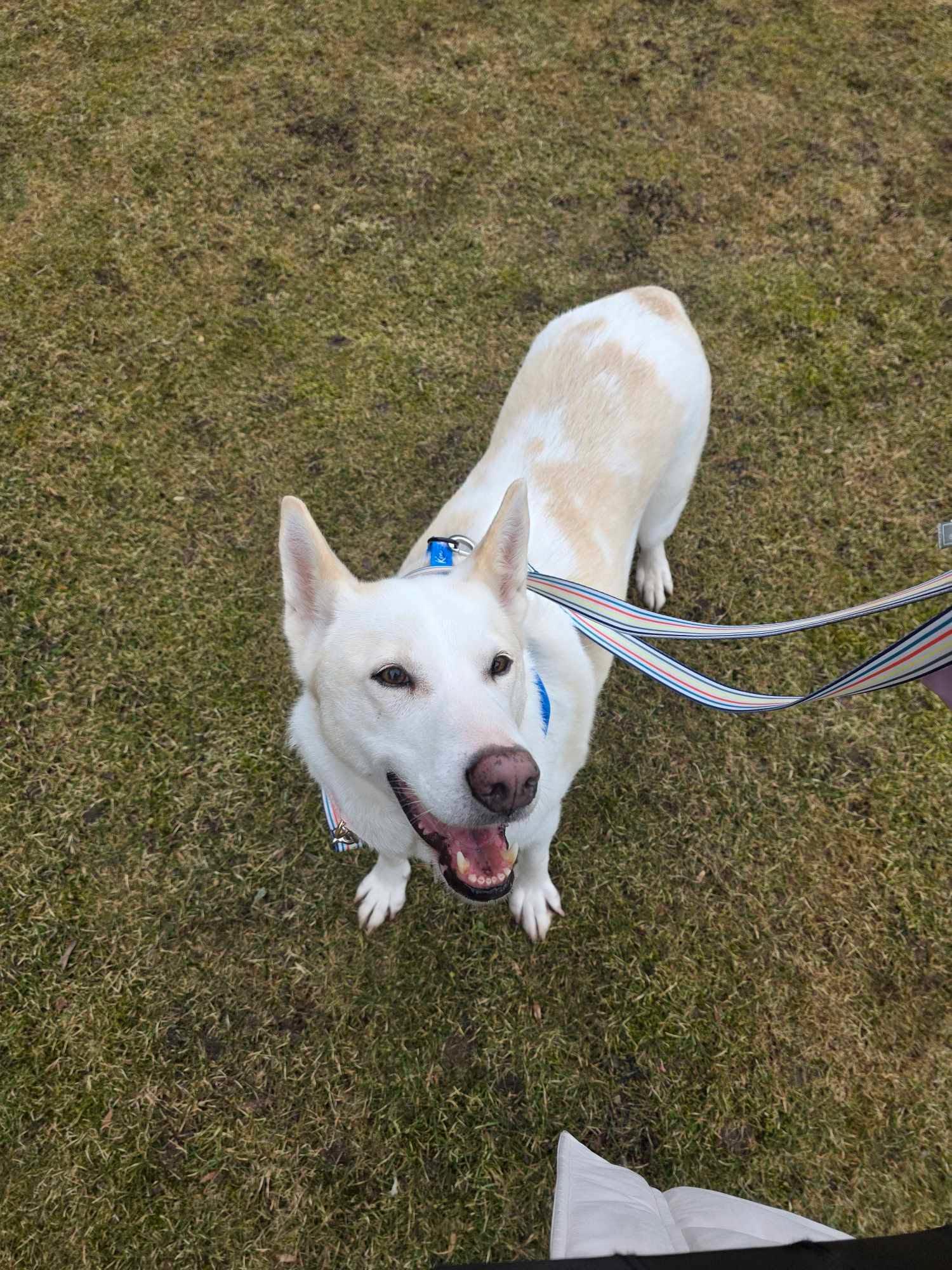 Shylo, a Adoptable mixed breed in Appin, ON image 5/6