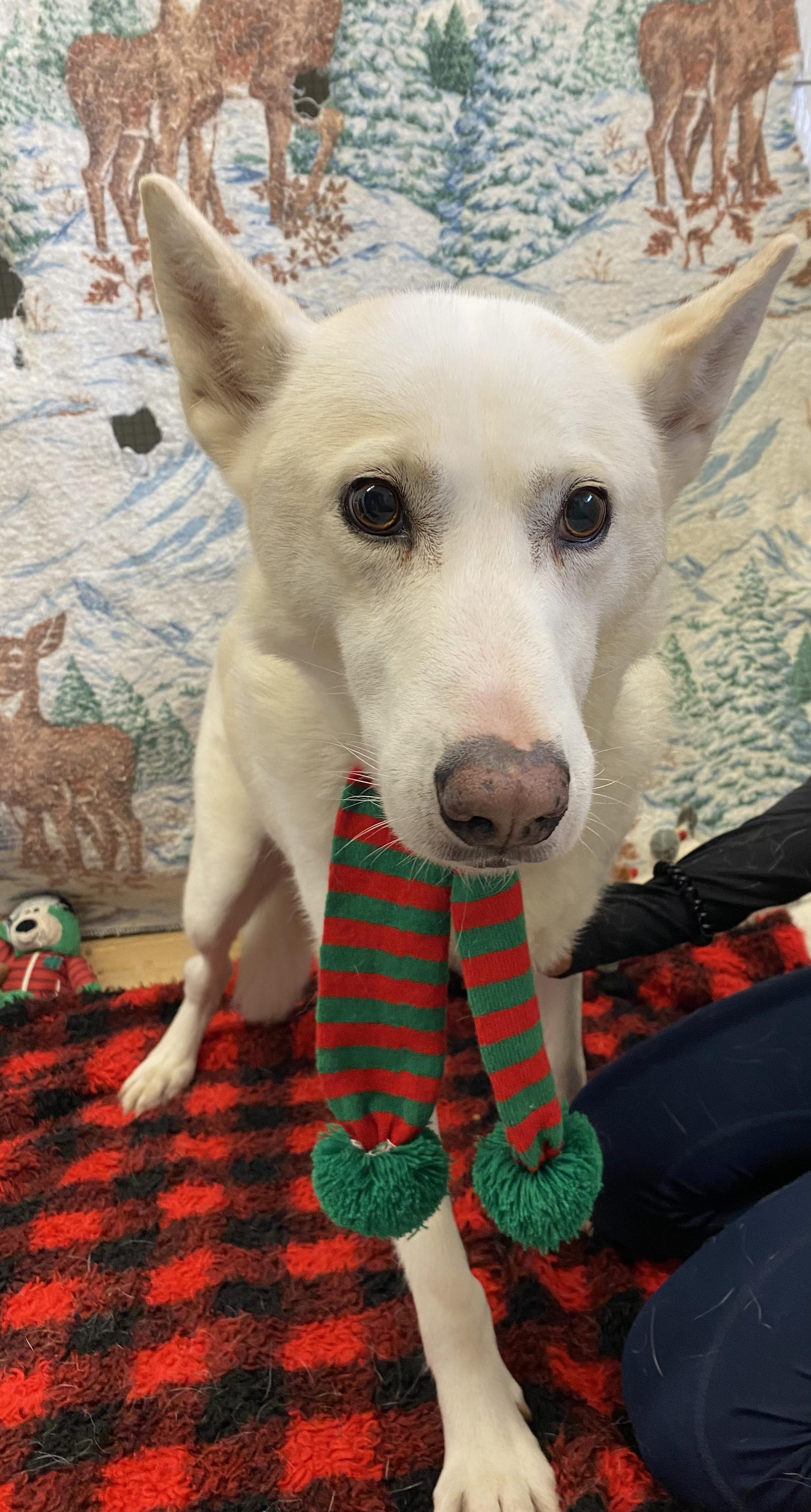 Enlarge Shylo, a Adoptable mixed breed in Appin, ON image 4/4