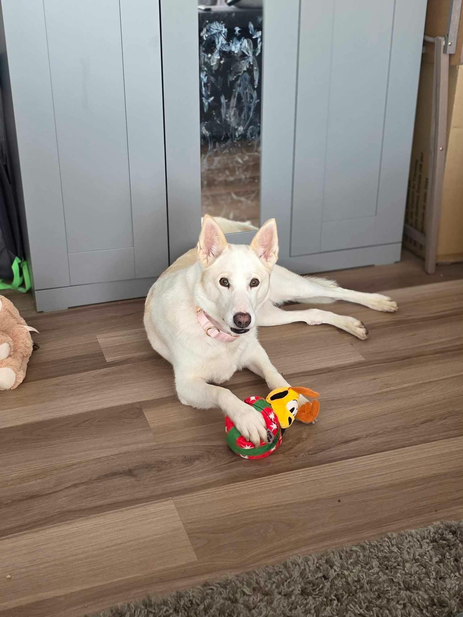 Enlarge Shylo, a Adoptable mixed breed in Appin, ON image 5/6