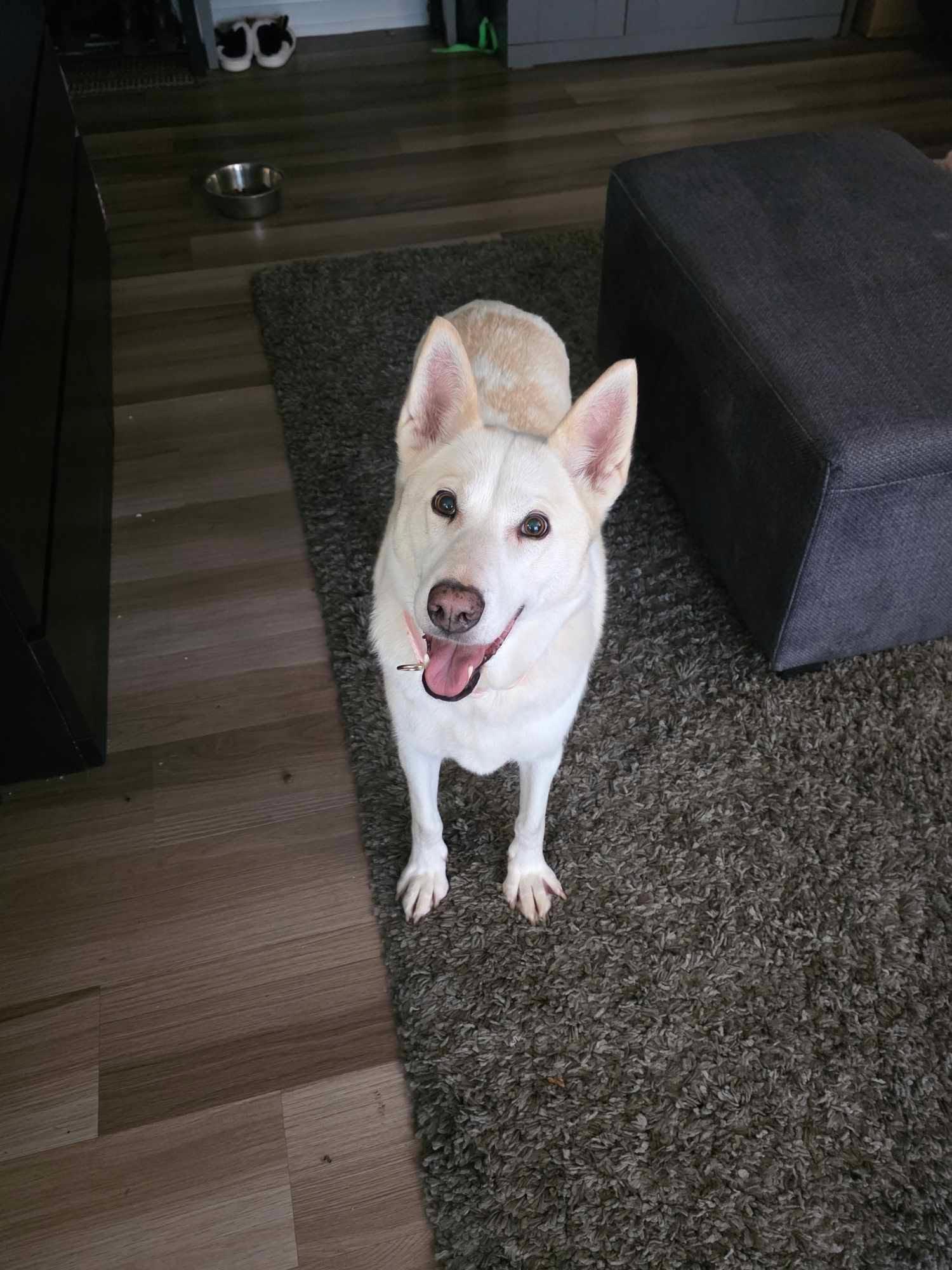 Shylo, Adoptable, Adult Female Husky & Labrador Retriever.