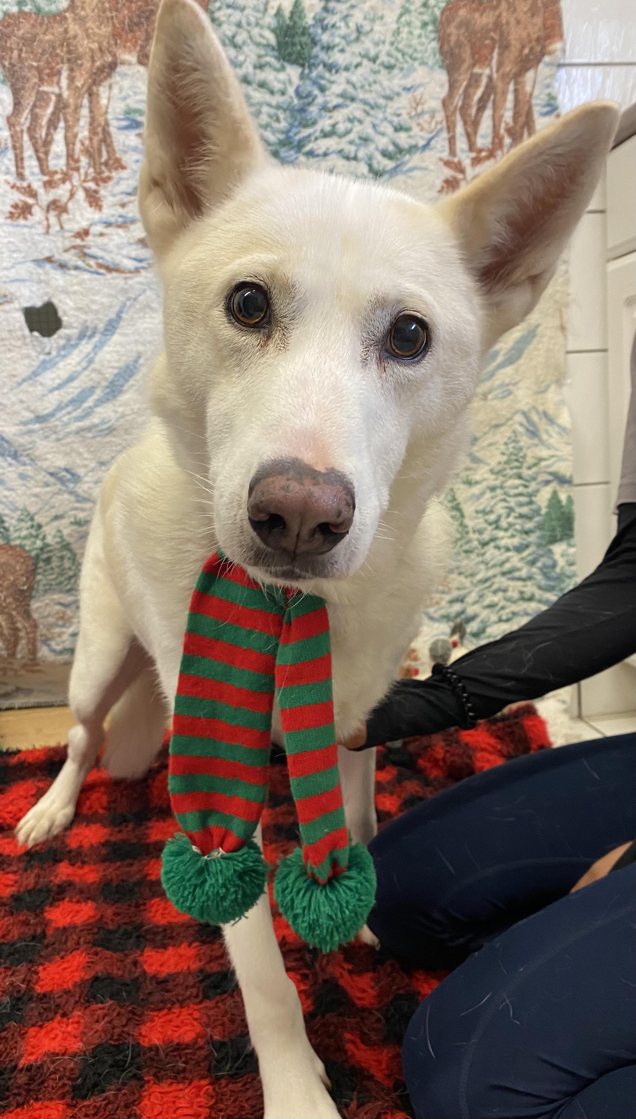 Enlarge Shylo, a Adoptable mixed breed in Appin, ON image 3/4