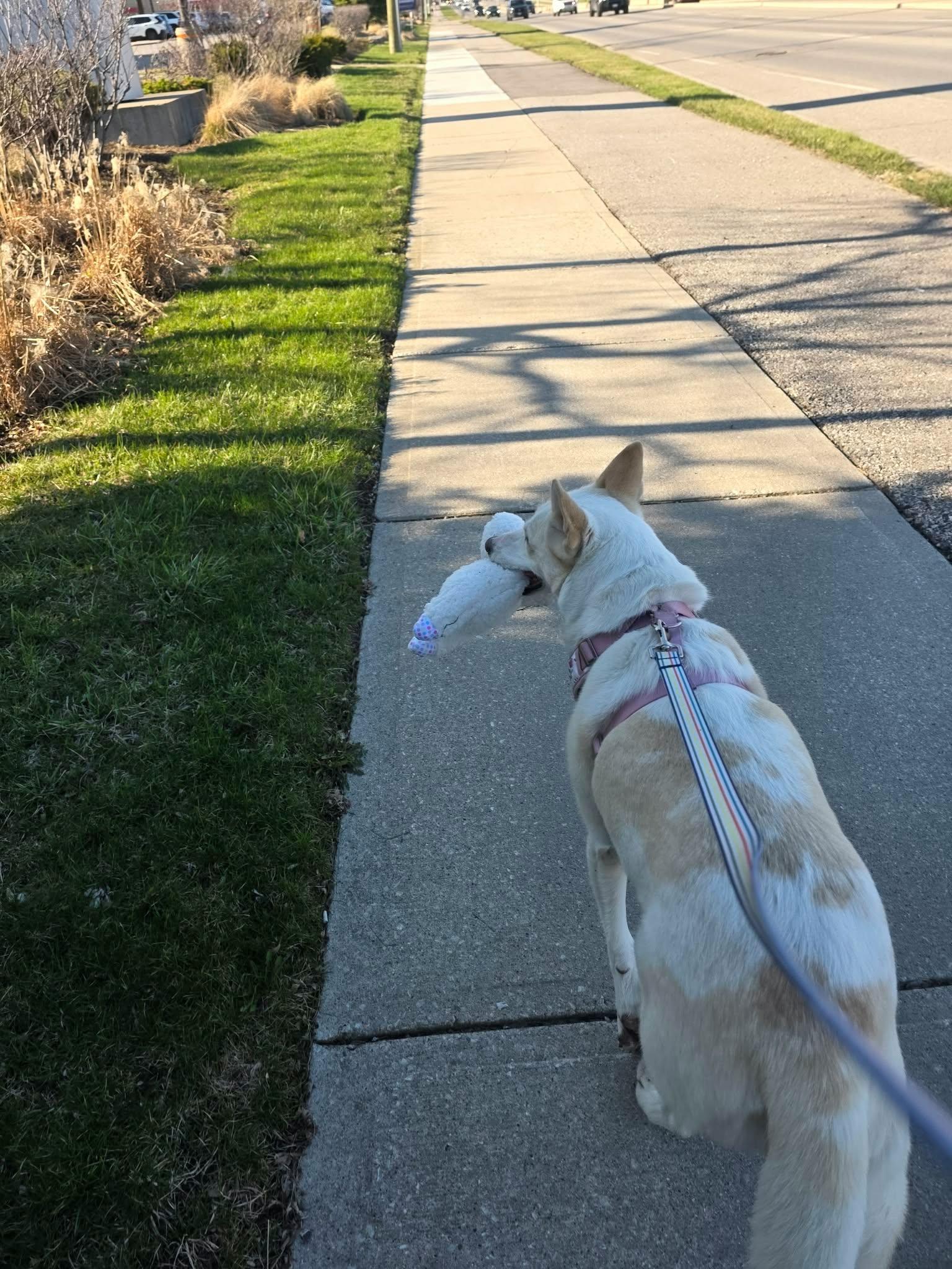 Enlarge Shylo, a Adoptable mixed breed in Appin, ON image 6/6