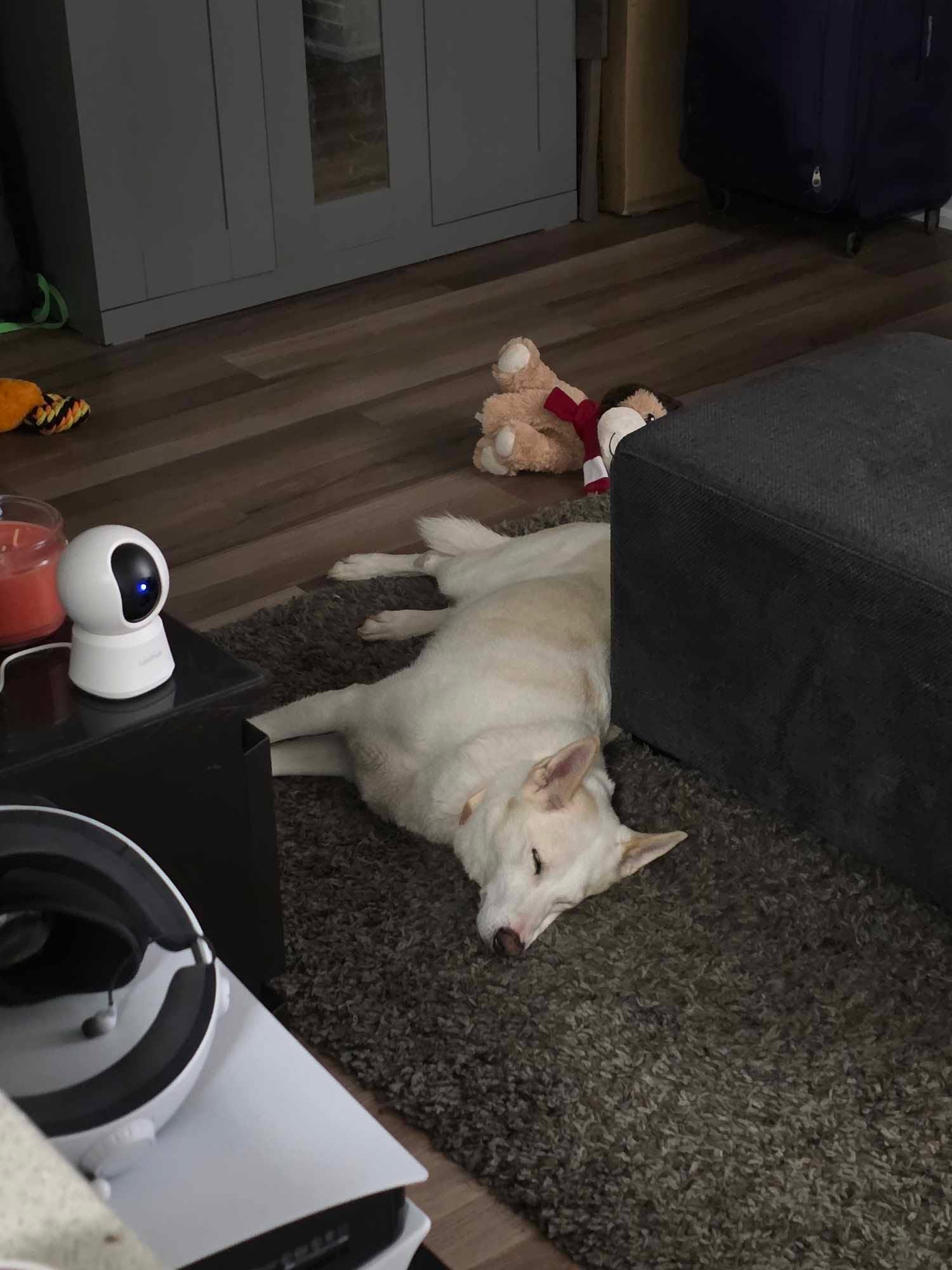 Shylo, a Adoptable mixed breed in Appin, ON image 6/6