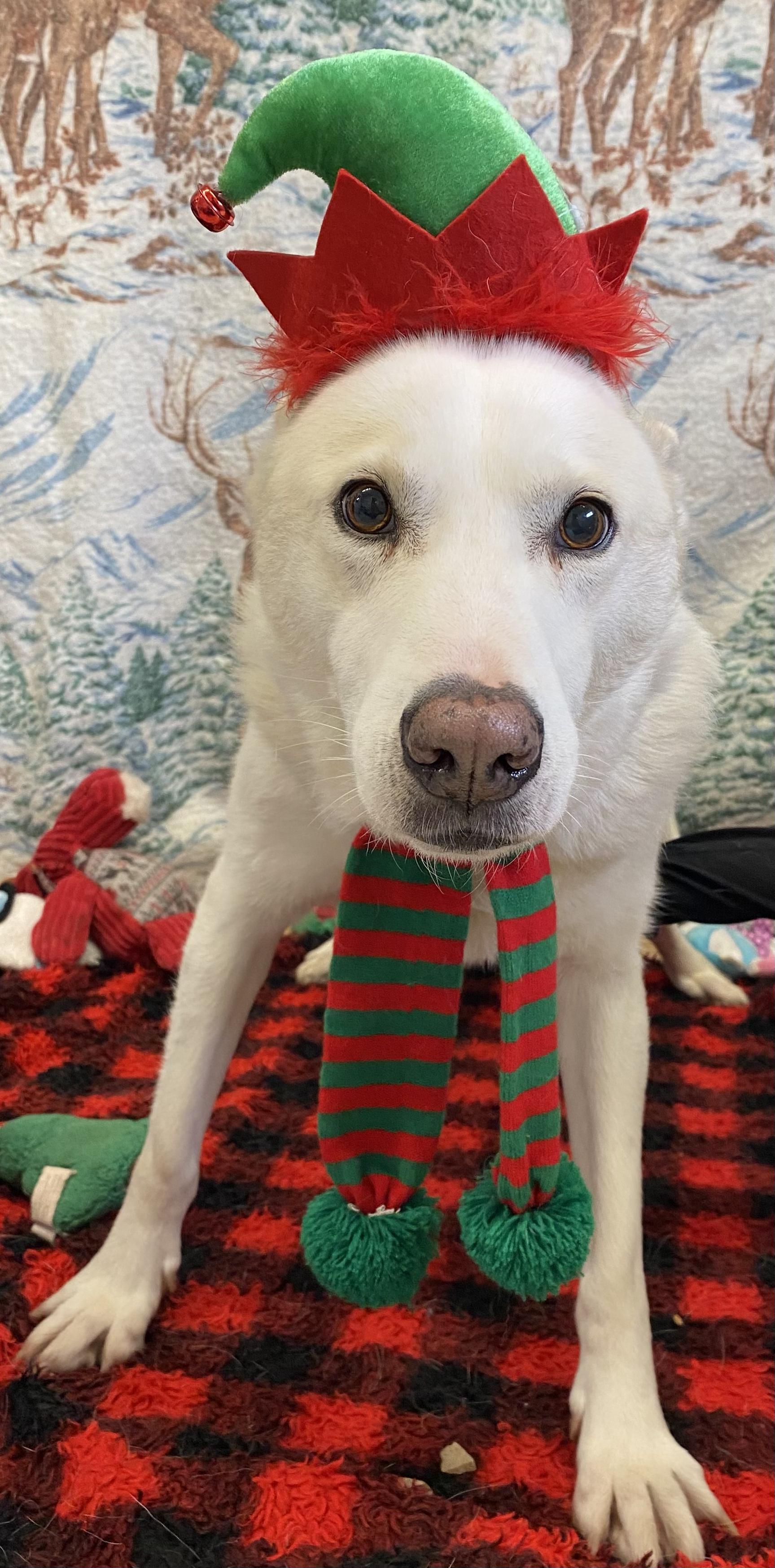 Enlarge Shylo, a Adoptable mixed breed in Appin, ON image 1/4