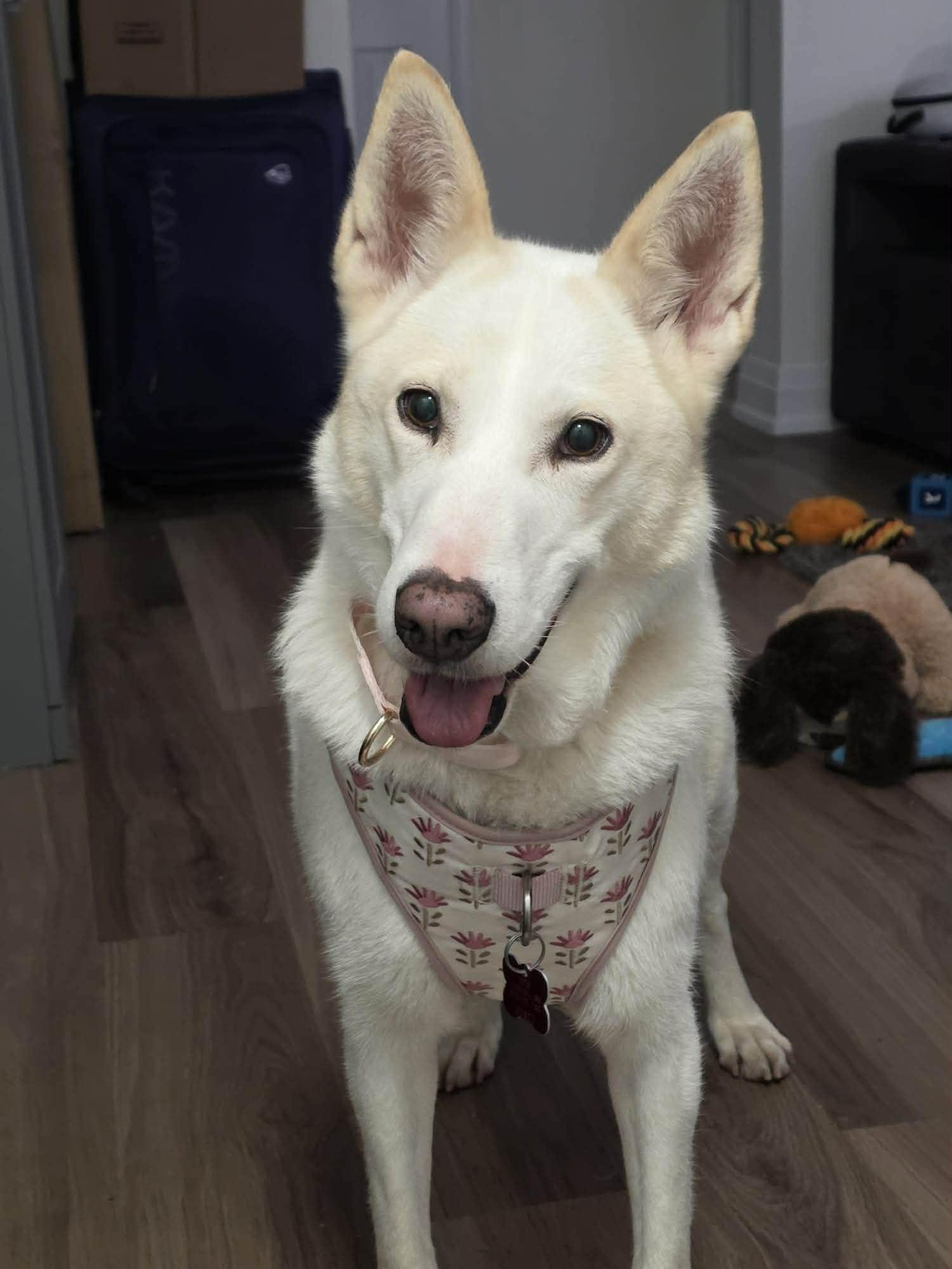 Enlarge Shylo, a Adoptable mixed breed in Appin, ON image 4/6