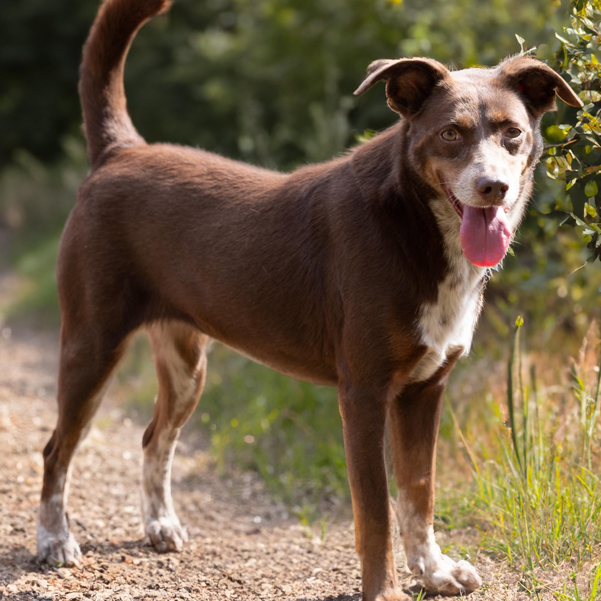 Elizabeth, a Adoptable Border Collie in Athens, AL image 1/4