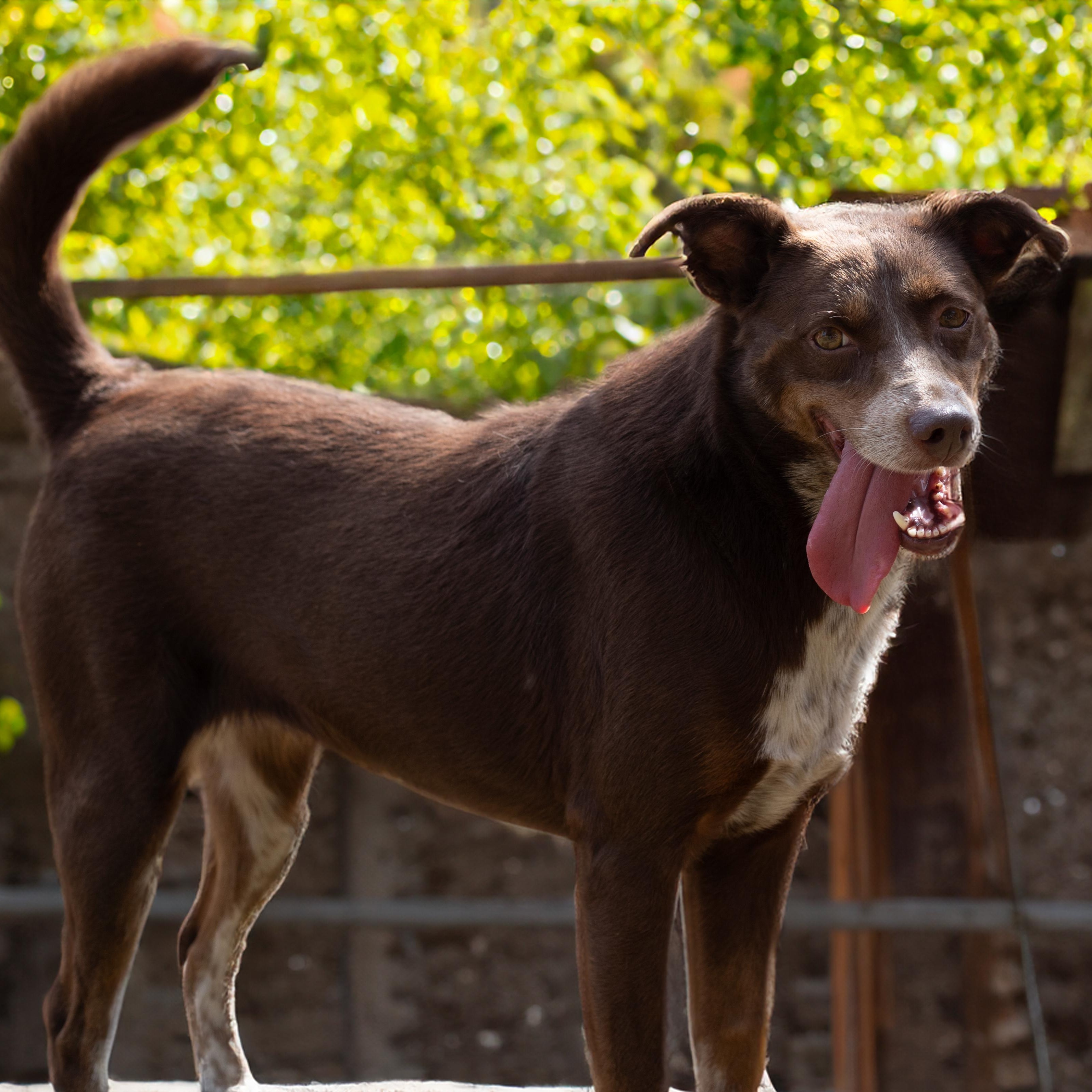 Elizabeth, a Adoptable Border Collie in Athens, AL image 4/4