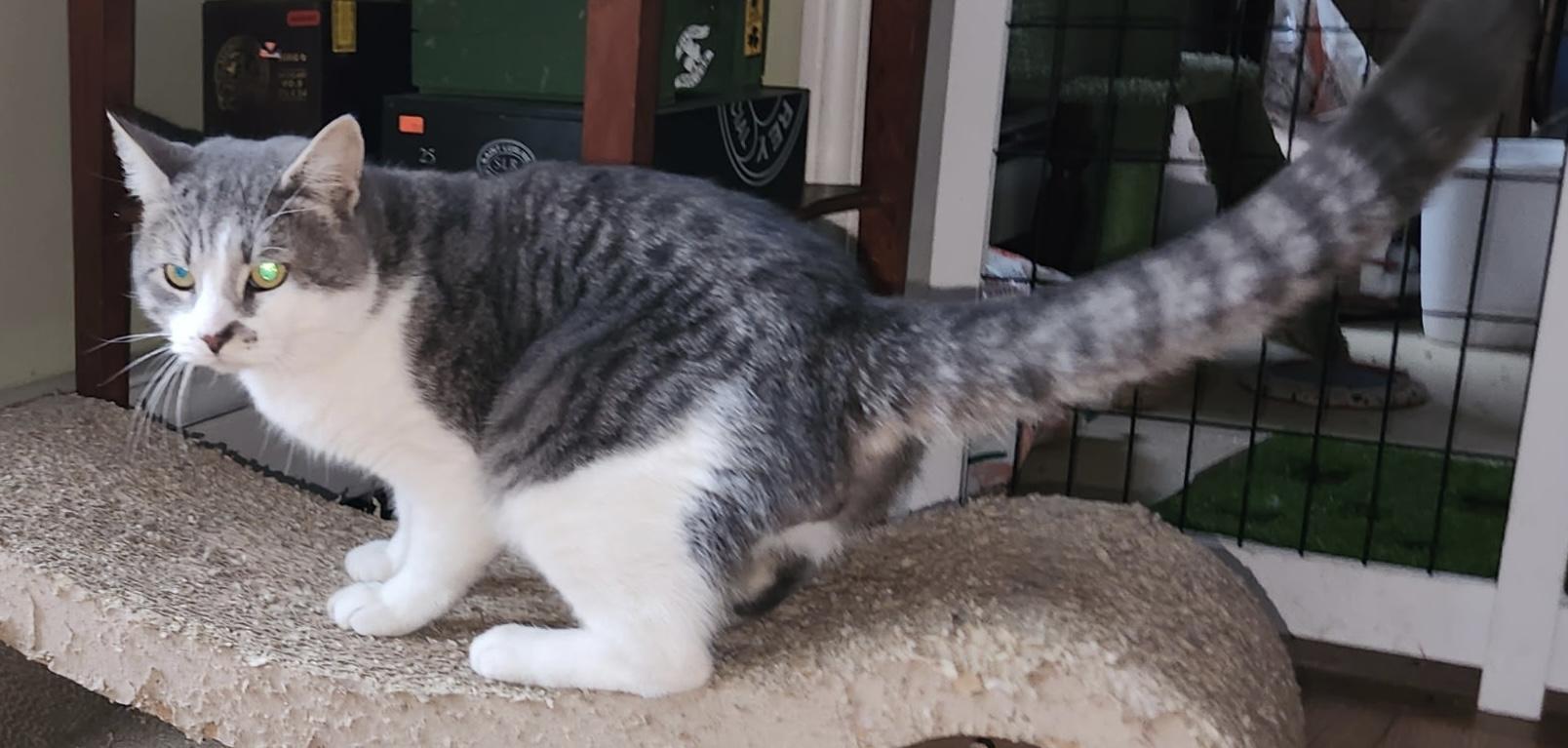 Enlarge Ash, an adopted American Shorthair in Southbury, CT image 2/3