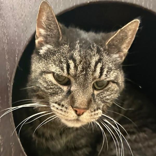 Bangle, Adoptable, Senior Female Domestic Short Hair.