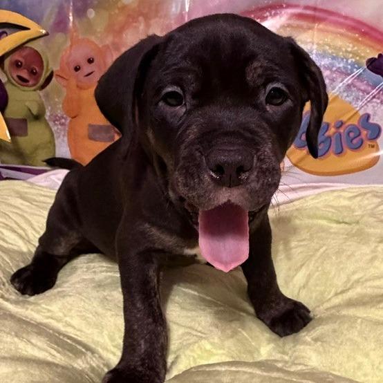 Dipsy, Adoptable, Puppy Male Rottweiler & Pit Bull Terrier.