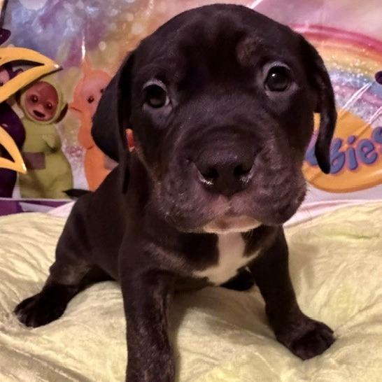 Enlarge Dipsy, a Adoptable mixed breed in Normal, IL image 2/2
