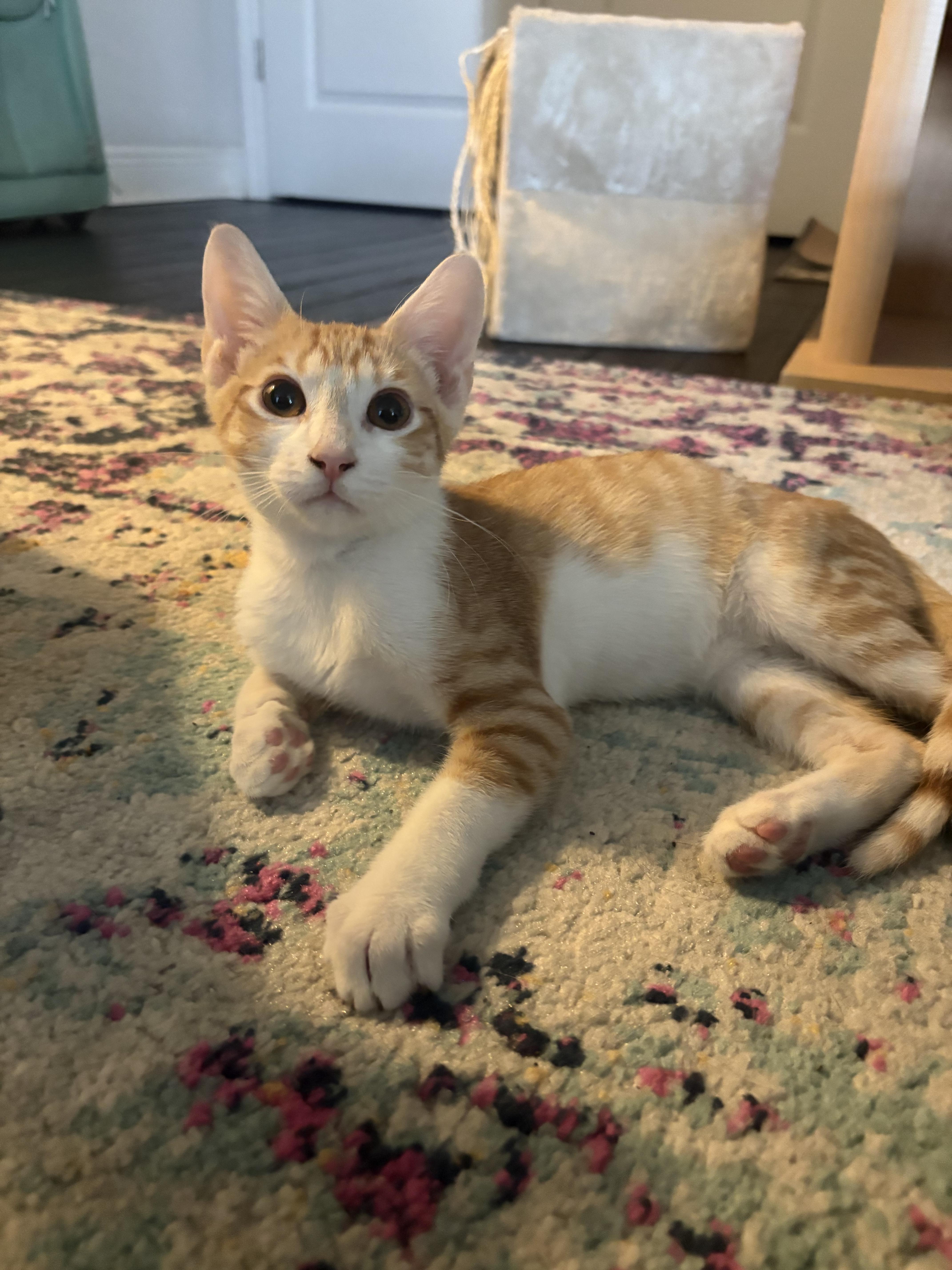 Salvador Dali, Adopted, Young Male Domestic Short Hair.