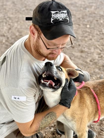 Enlarge Abigail*, a Adoptable mixed breed in El Paso, TX image 1/3