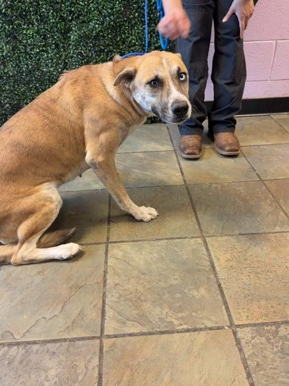 Enlarge Abigail*, a Adoptable mixed breed in El Paso, TX image 2/3
