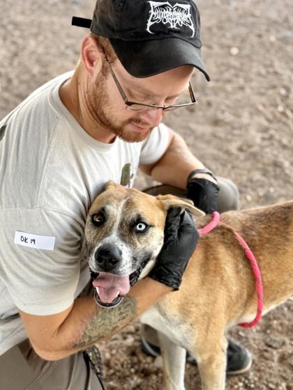 Enlarge Abigail*, a Adoptable mixed breed in El Paso, TX image 3/3