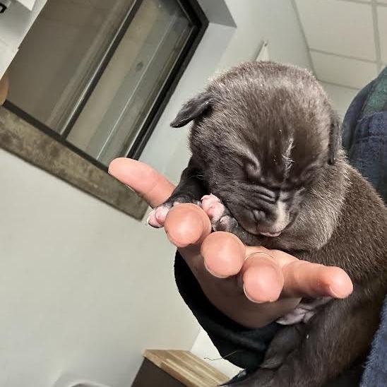 St. Patrick, Adoptable, Puppy Male Mixed Breed.