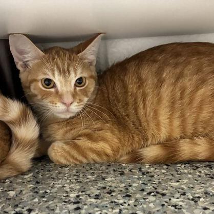 Kumquat, a Adoptable Domestic Short Hair in Dayton, OH image 1/3