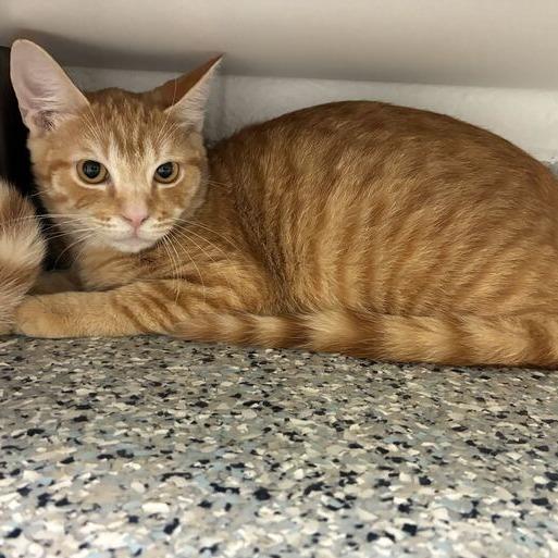 Kumquat, a Adoptable Domestic Short Hair in Dayton, OH image 2/3