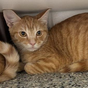 Kumquat, a Adoptable Domestic Short Hair in Dayton, OH image 3/3