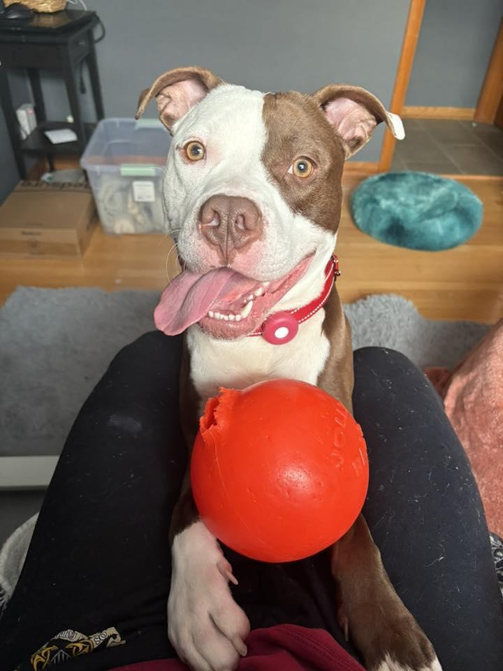 Enlarge Max, a Adoptable Pit Bull Terrier in Appleton, WI image 1/3