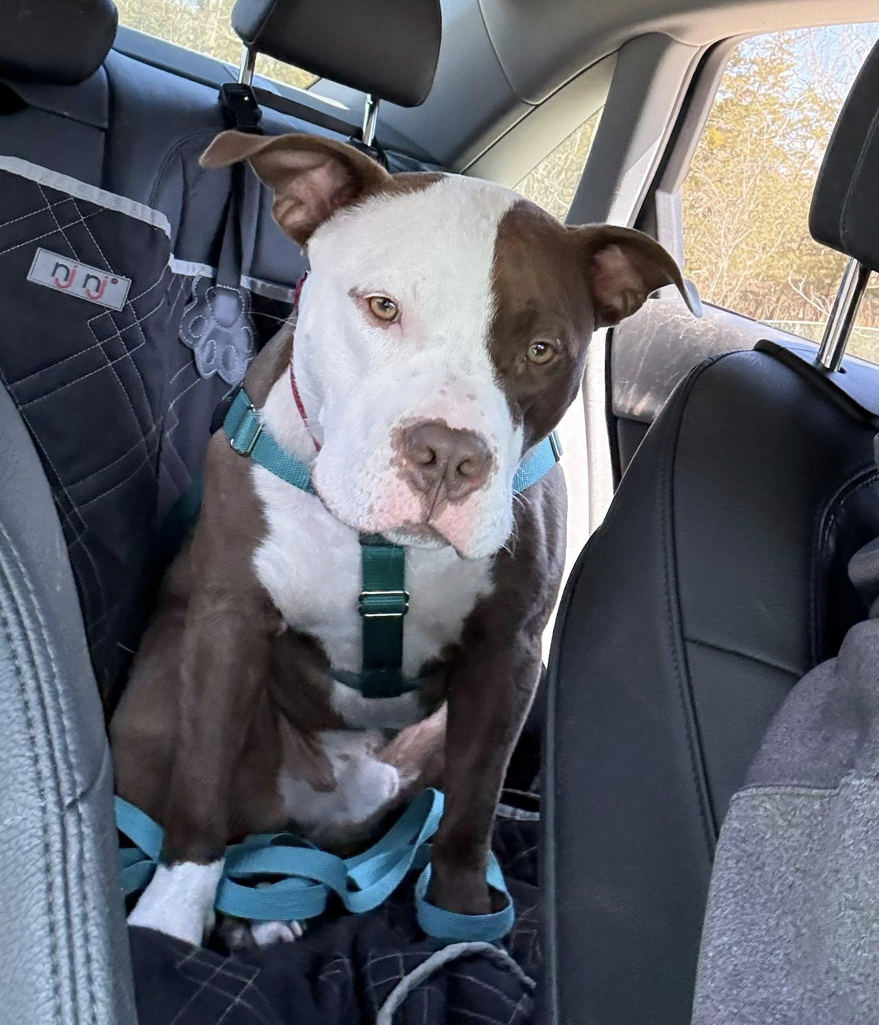 Enlarge Max, a Adoptable Pit Bull Terrier in Appleton, WI image 2/3