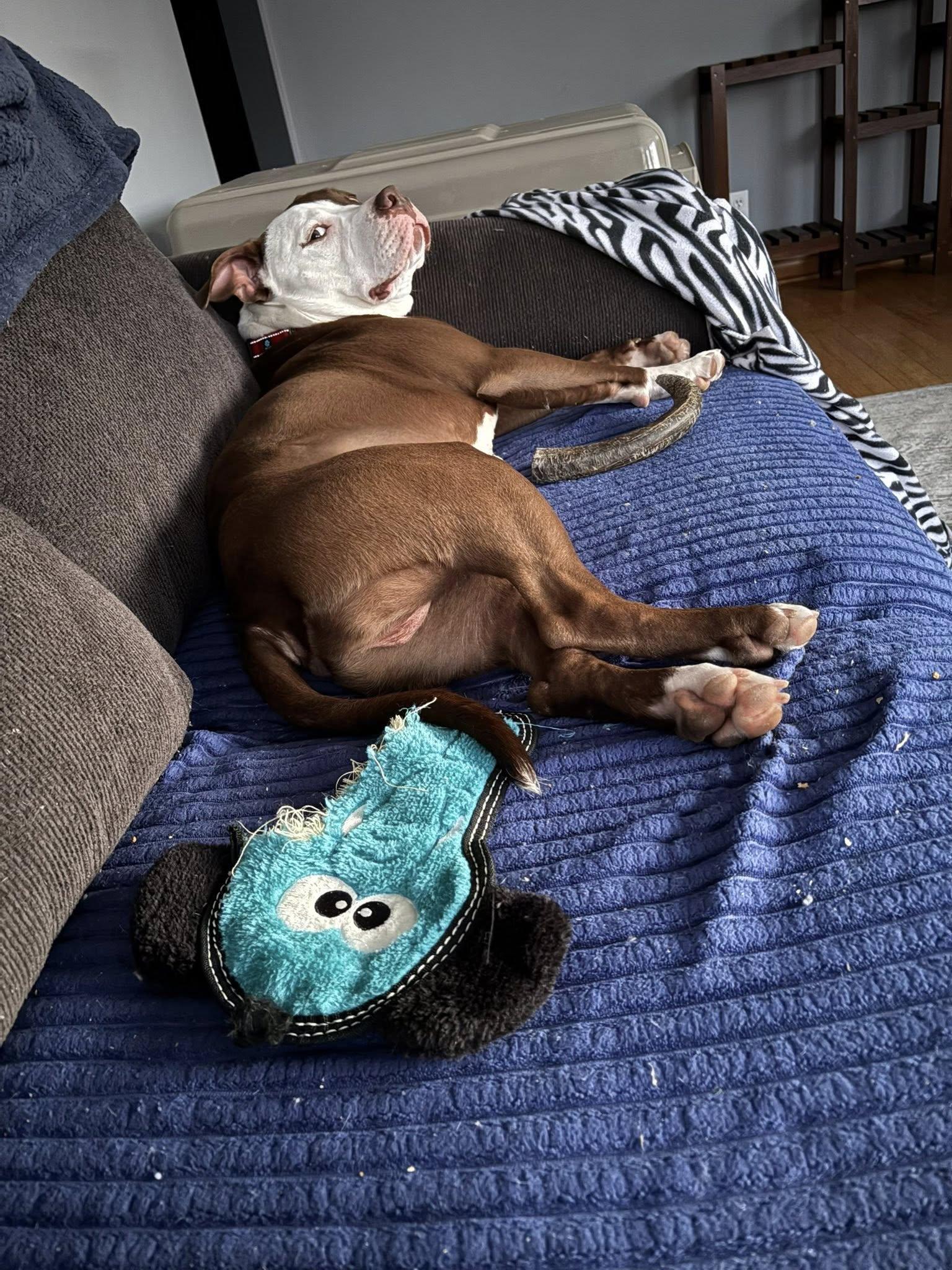 Enlarge Max, a Adoptable Pit Bull Terrier in Appleton, WI image 3/3