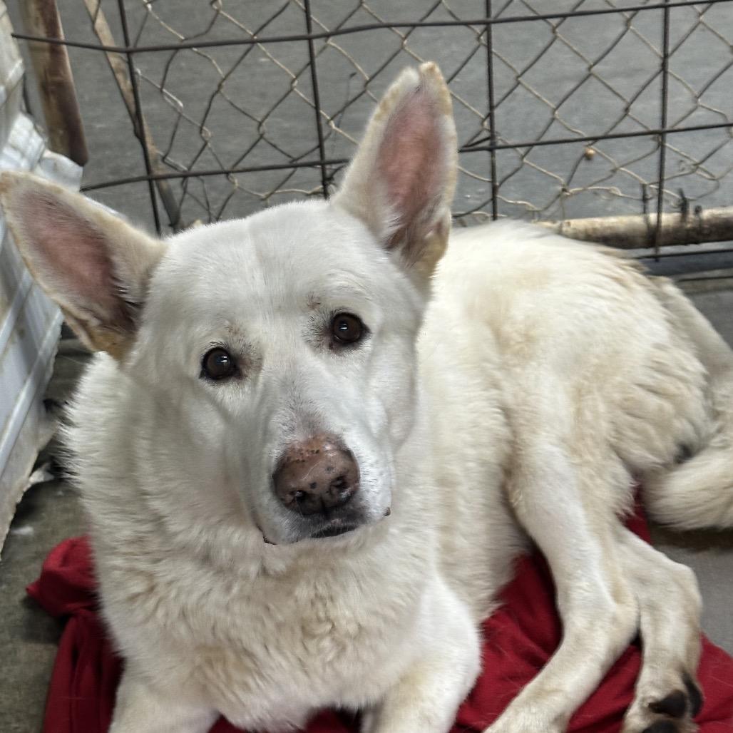 Enlarge Thor, a Adoptable German Shepherd Dog in Princeton, KY image 1/1