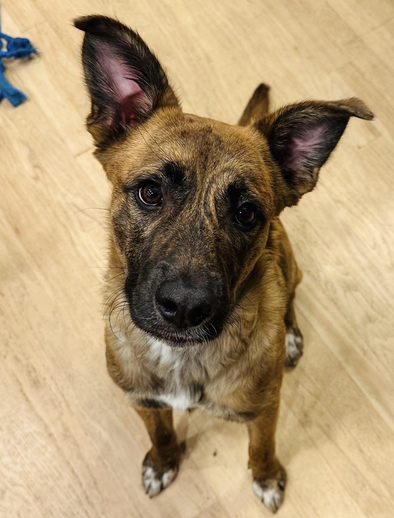 Enlarge Pippa, an adopted mixed breed in Parker, CO image 1/3