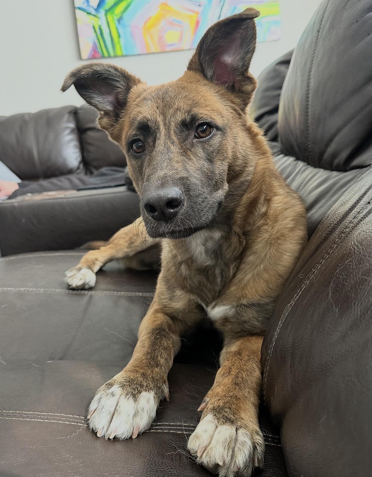 Enlarge Pippa, an adopted mixed breed in Parker, CO image 2/3