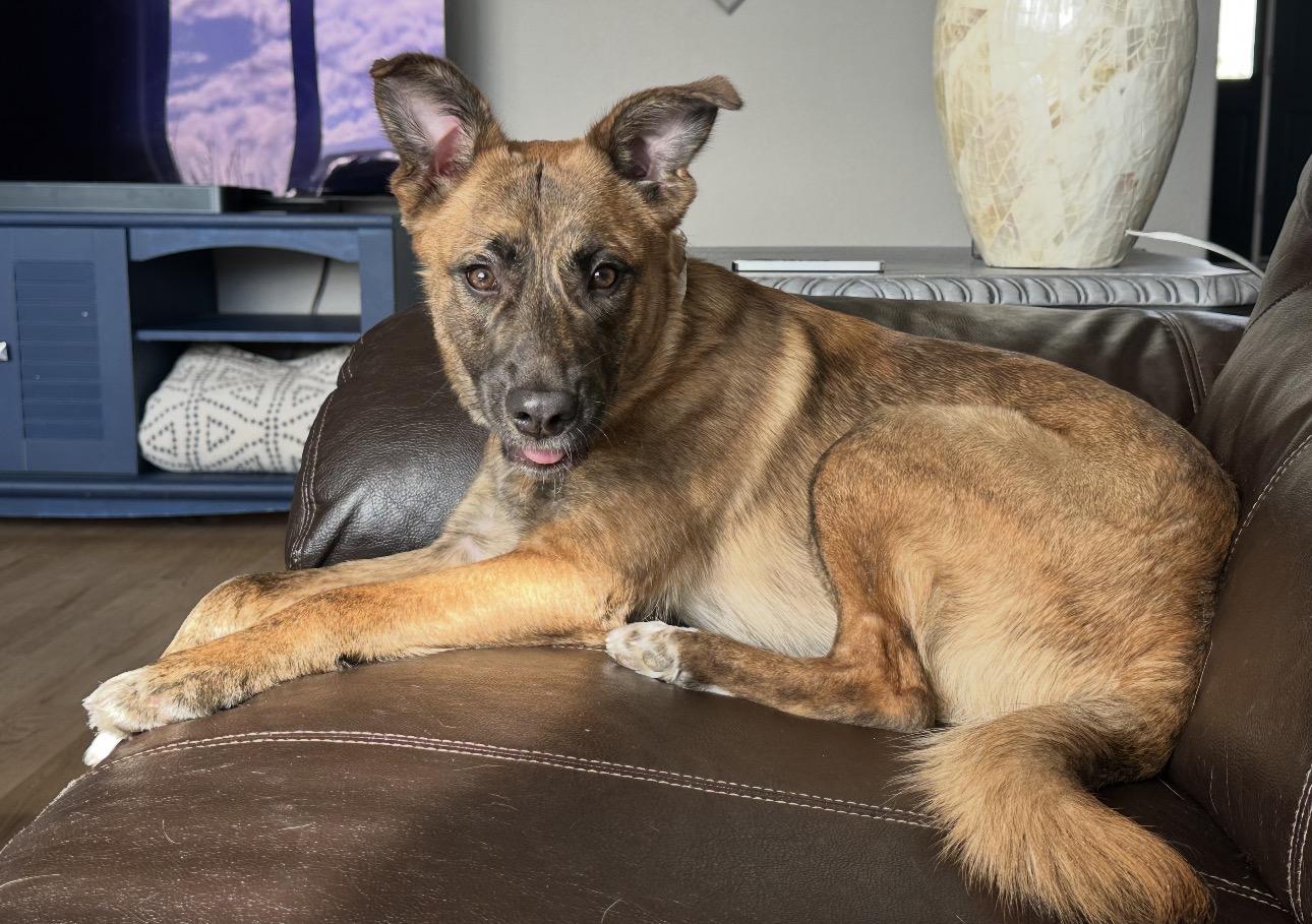 Enlarge Pippa, an adopted mixed breed in Parker, CO image 3/3