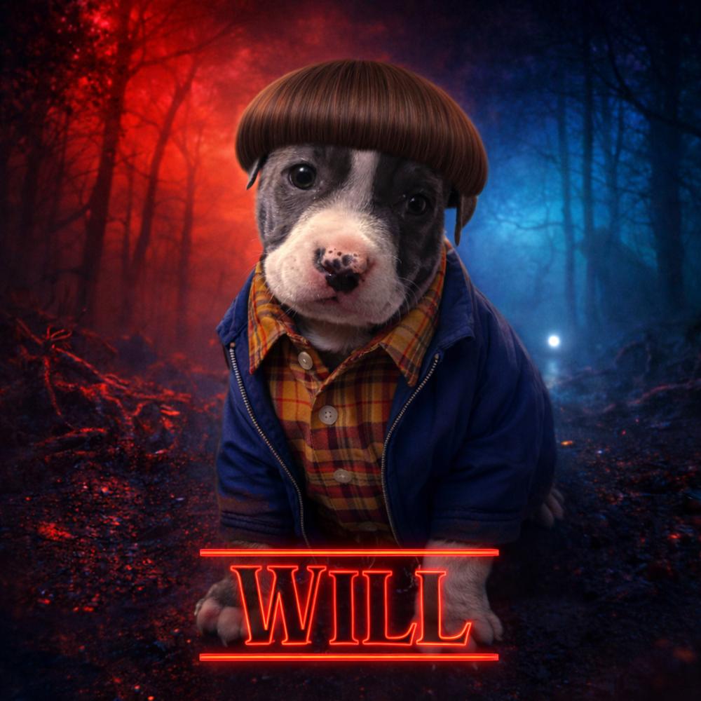 Will, a Adoptable mixed breed in Irwin, PA image 2/4