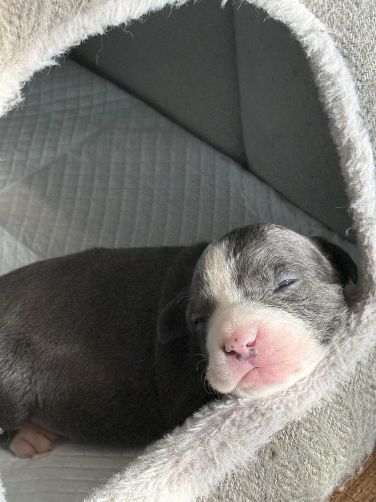 Will, a Adoptable mixed breed in Irwin, PA image 3/4