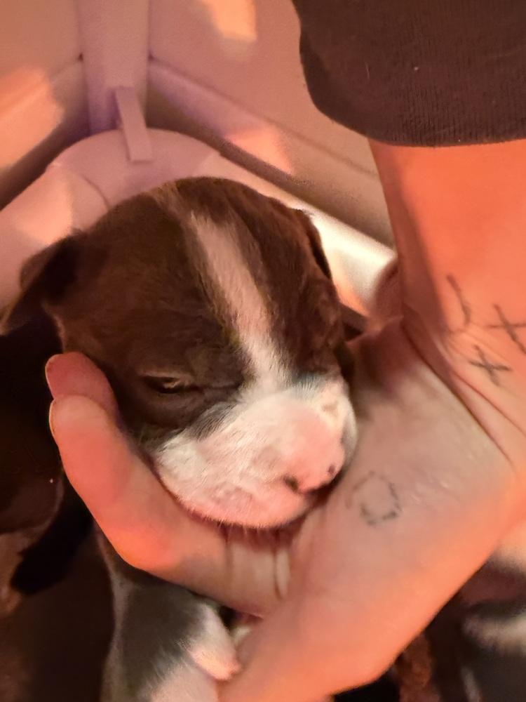 Will, a Adoptable mixed breed in Irwin, PA image 4/4