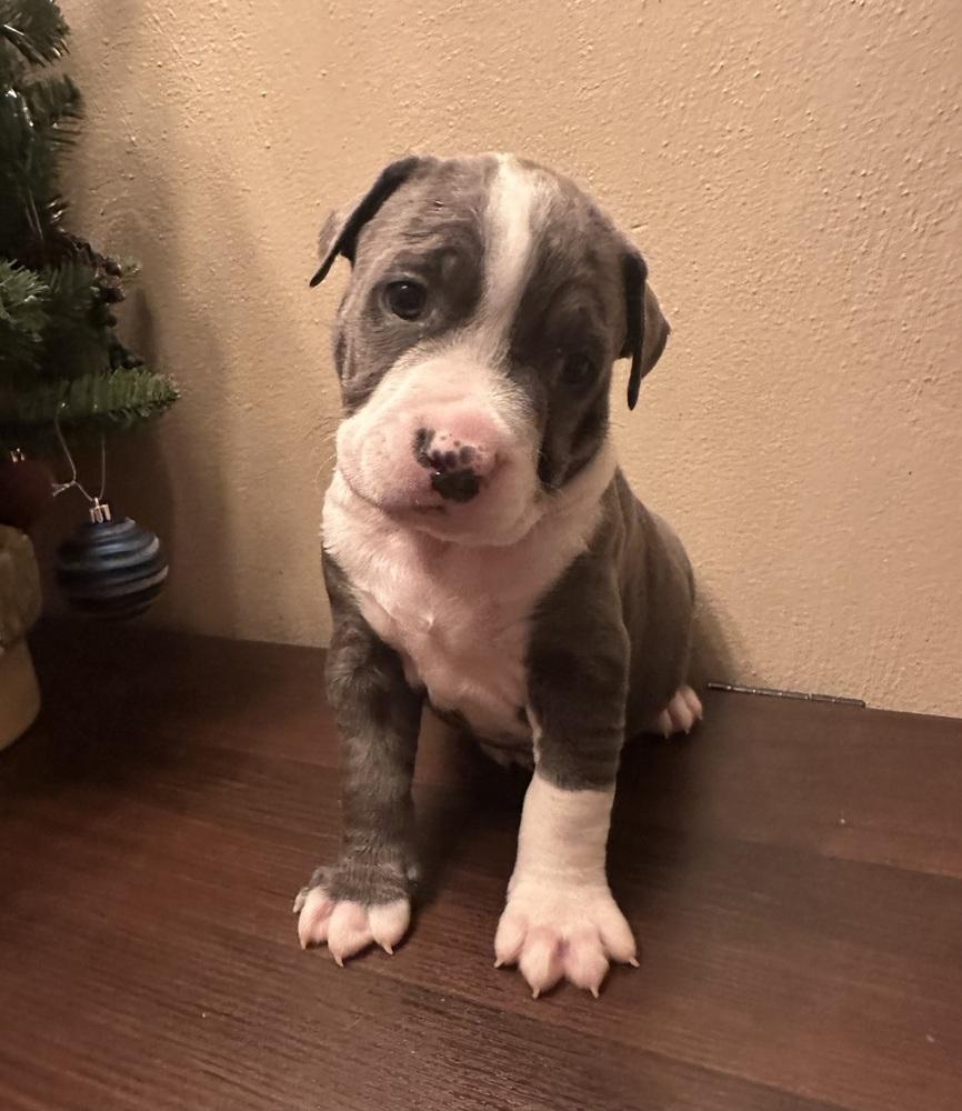 Will, Adoptable, Puppy Male Pit Bull Terrier & Mixed Breed.