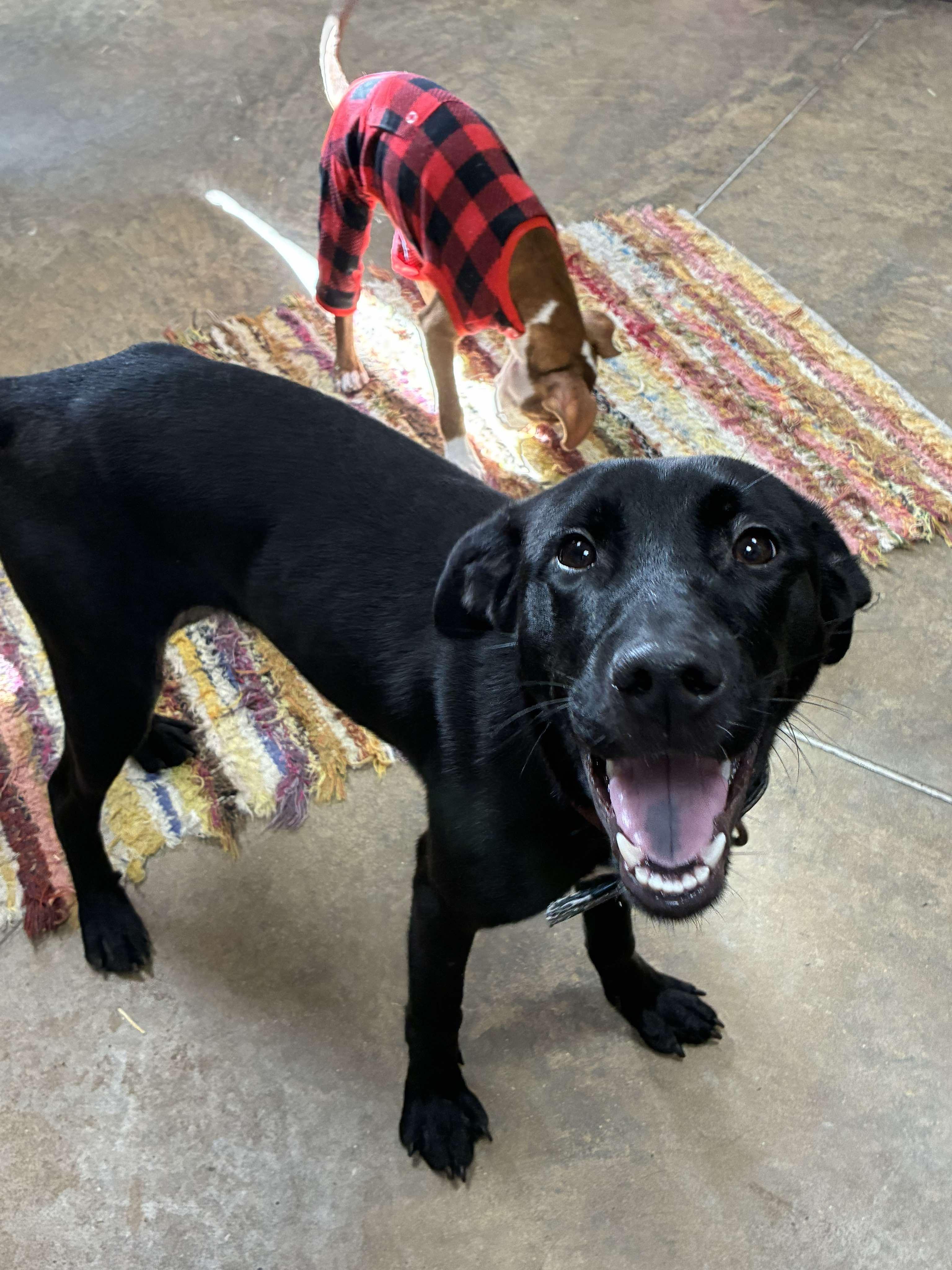 Lucy, a Adoptable mixed breed in Petersburg, IL image 3/5