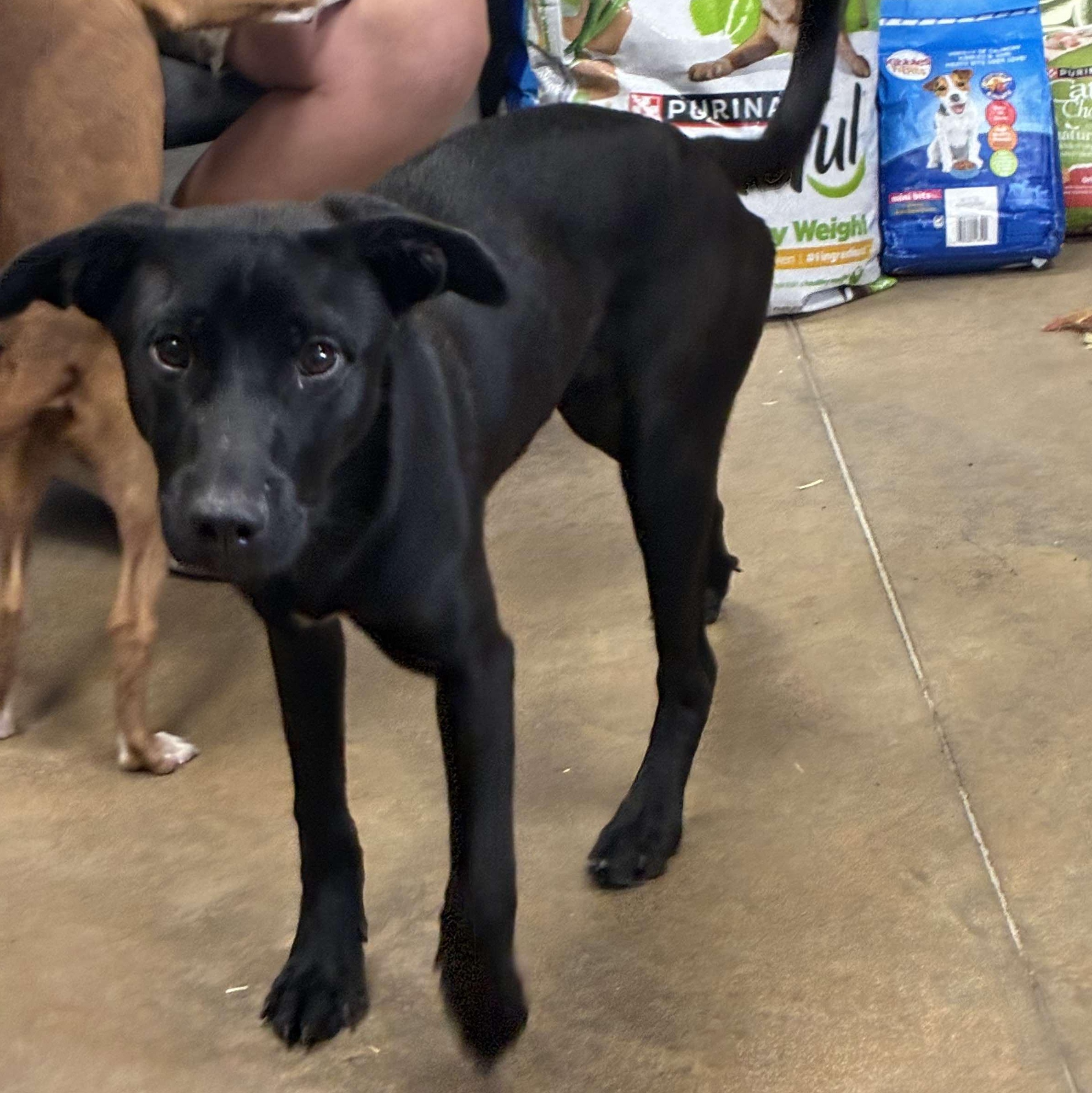 Lucy, a Adoptable mixed breed in Petersburg, IL image 4/5