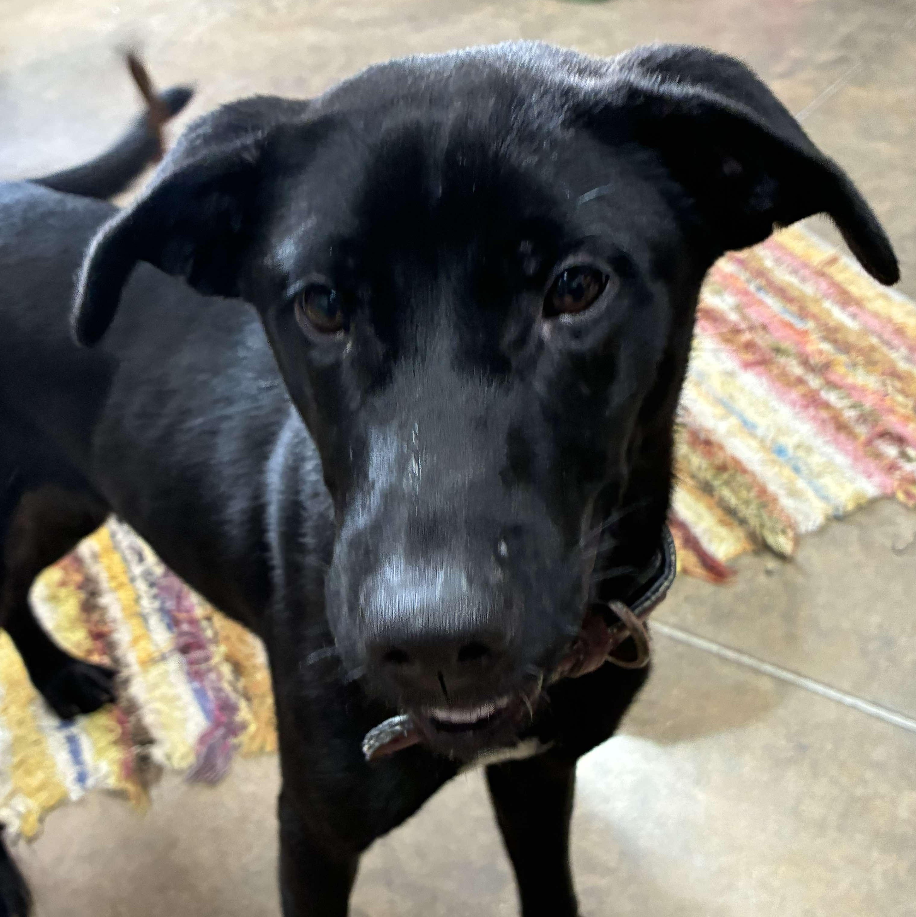 Lucy, a Adoptable mixed breed in Petersburg, IL image 5/5