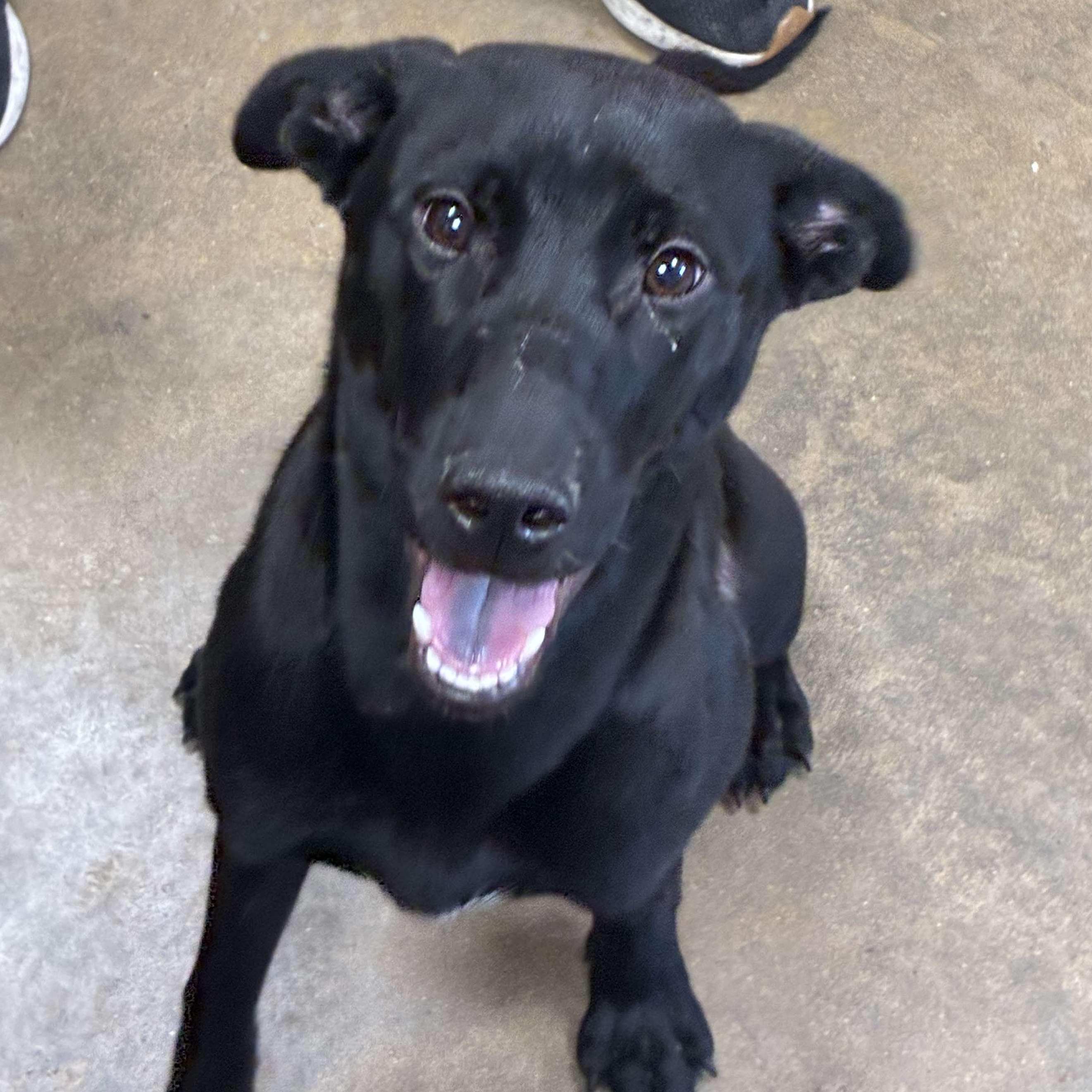 Lucy, a Adoptable mixed breed in Petersburg, IL image 2/5