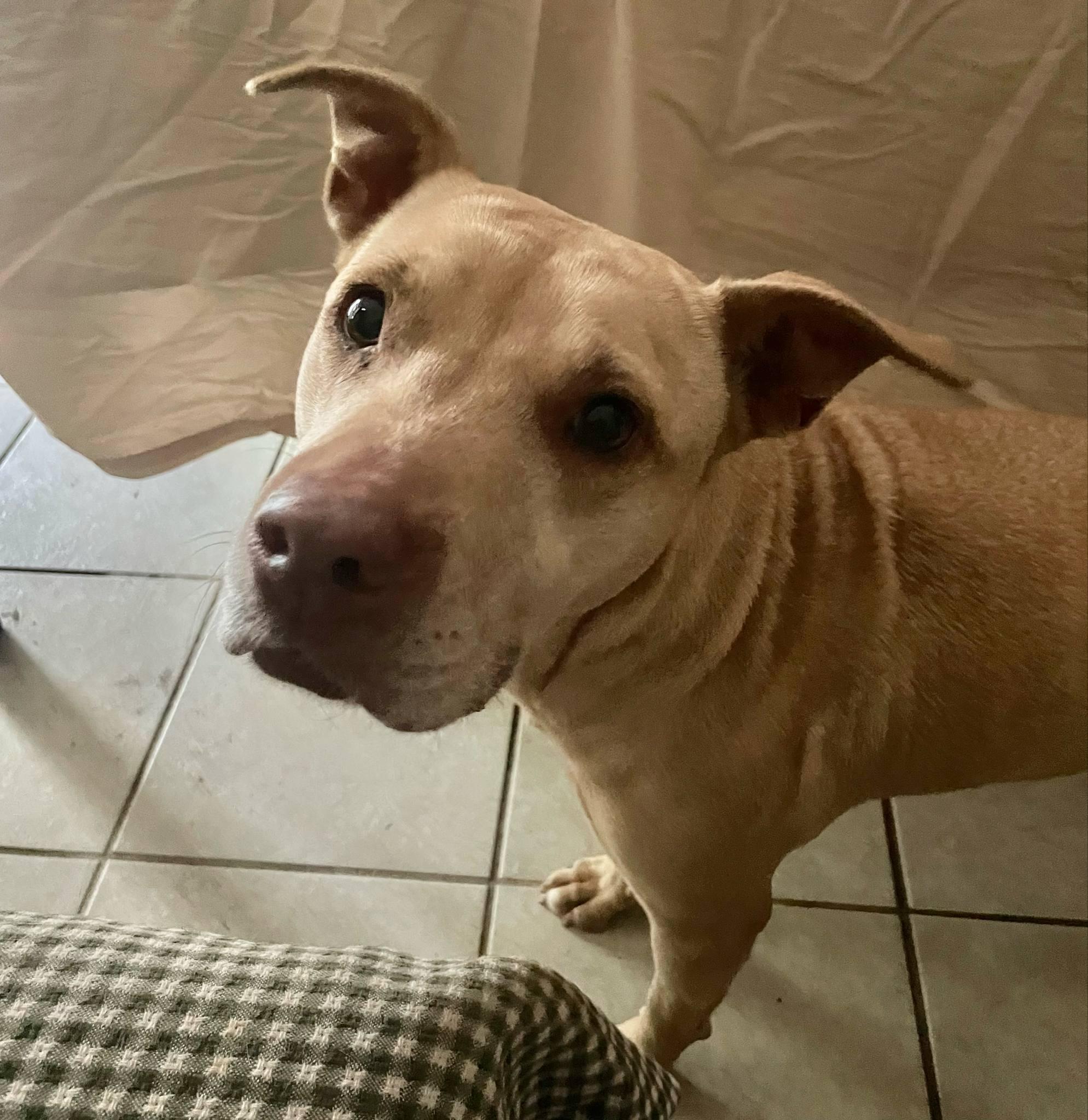 Enlarge Shelby Polly, a Adoptable mixed breed in Roswell, GA image 1/3