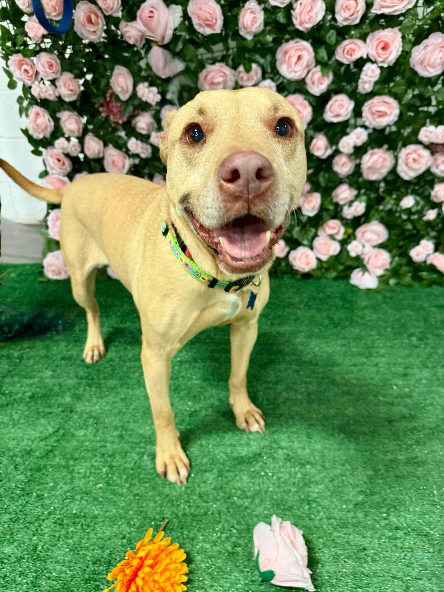 Shelby Polly, Adult Female Labrador Retriever