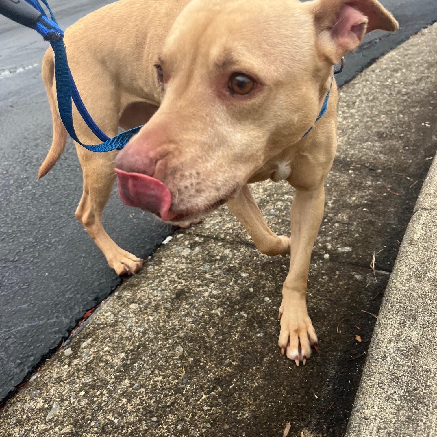 Enlarge Shelby Polly, a Adoptable mixed breed in Roswell, GA image 3/3