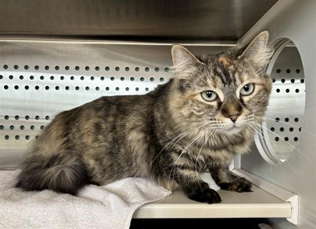 Enlarge STARLIMA, a Adoptable Domestic Long Hair in Kalamazoo, MI image 1/1