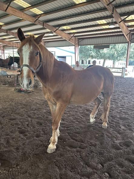 Enlarge Blaze, a ADOPTABLE Grade in Mount Hermon, LA image 1/1