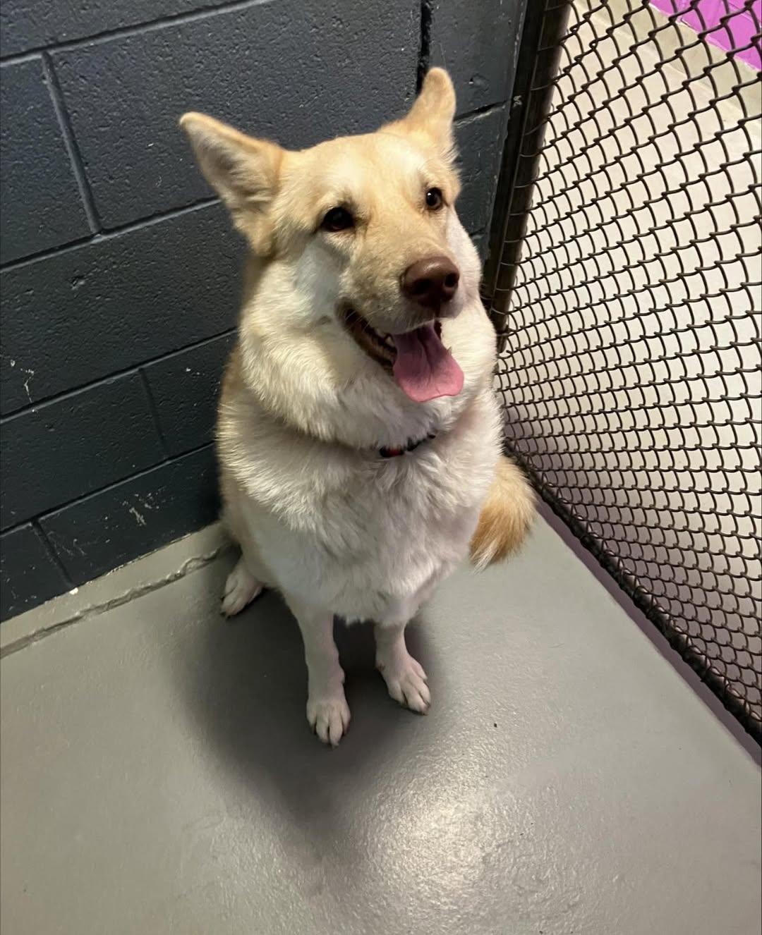 Enlarge Isabel, a Adoptable Husky in Rowlett, TX image 1/1