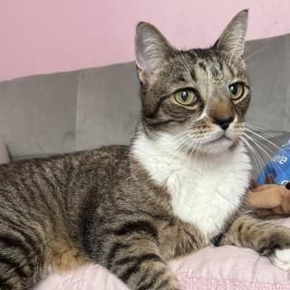 Enlarge Marvin, a ADOPTABLE Domestic Short Hair in Chicago, IL image 4/6